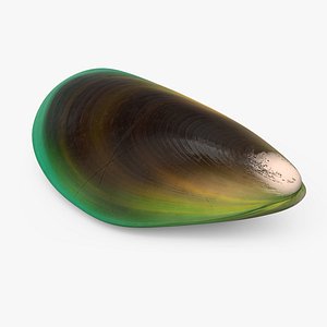 3D Green Lipped Mussel