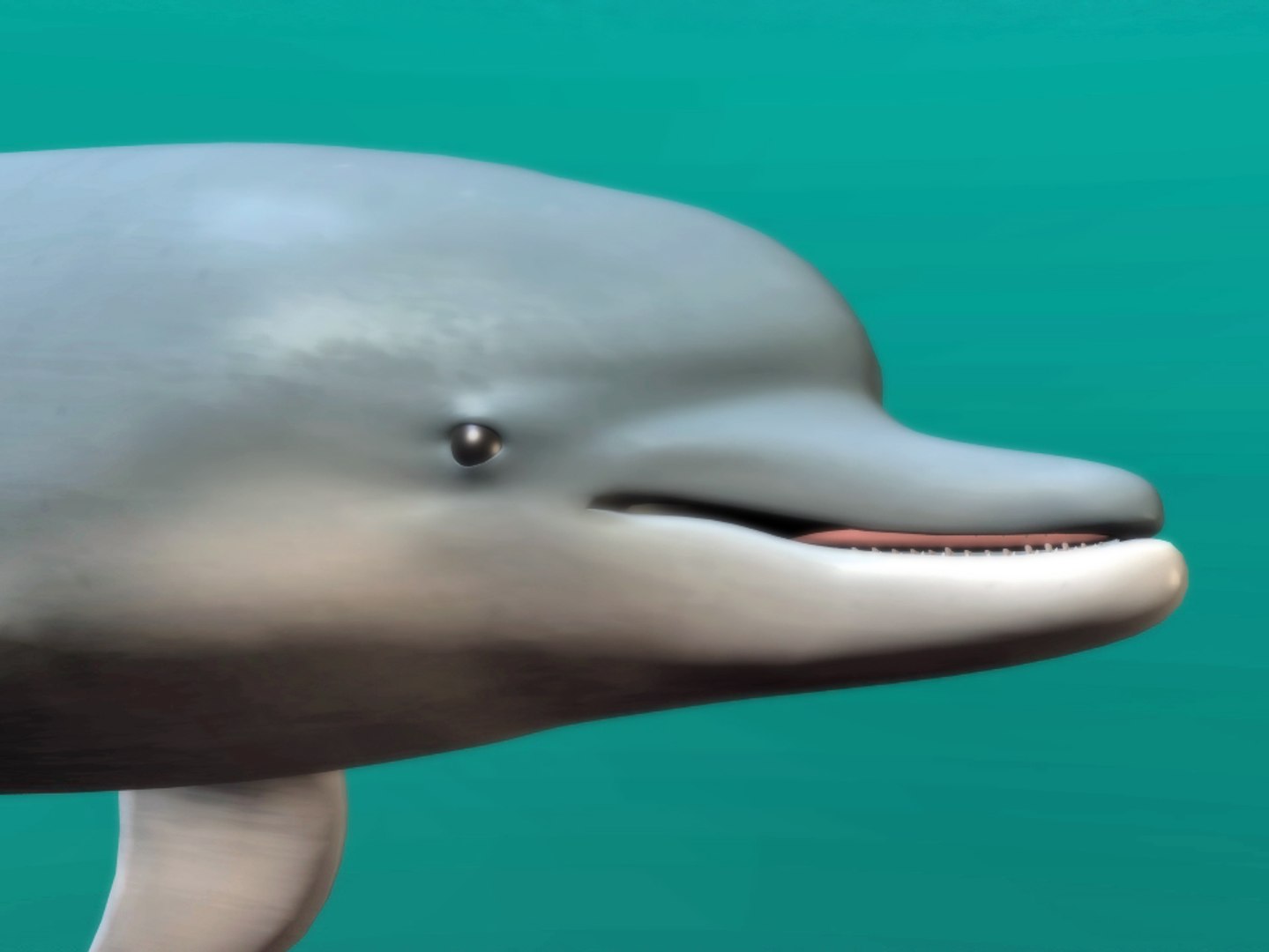 3d Dolphin Bottlenose