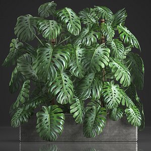 houseplants monstera pot 3D