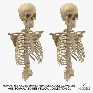 Human Rib Cages Spines Female Skulls Clavicles and Scapula Bones Yellow Collection 01 - 2 models