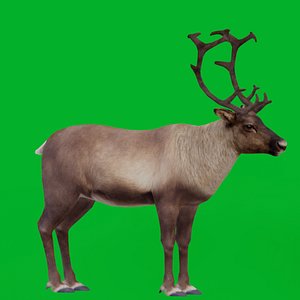 Reindeer 3D model