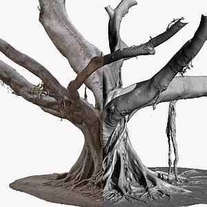 3D Giant Ficus Tree 3 x 16k Textures RAW 3D Scan