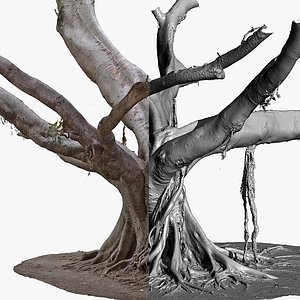 Giant Ficus Tree 3 x 16k Textures RAW 3D Scan