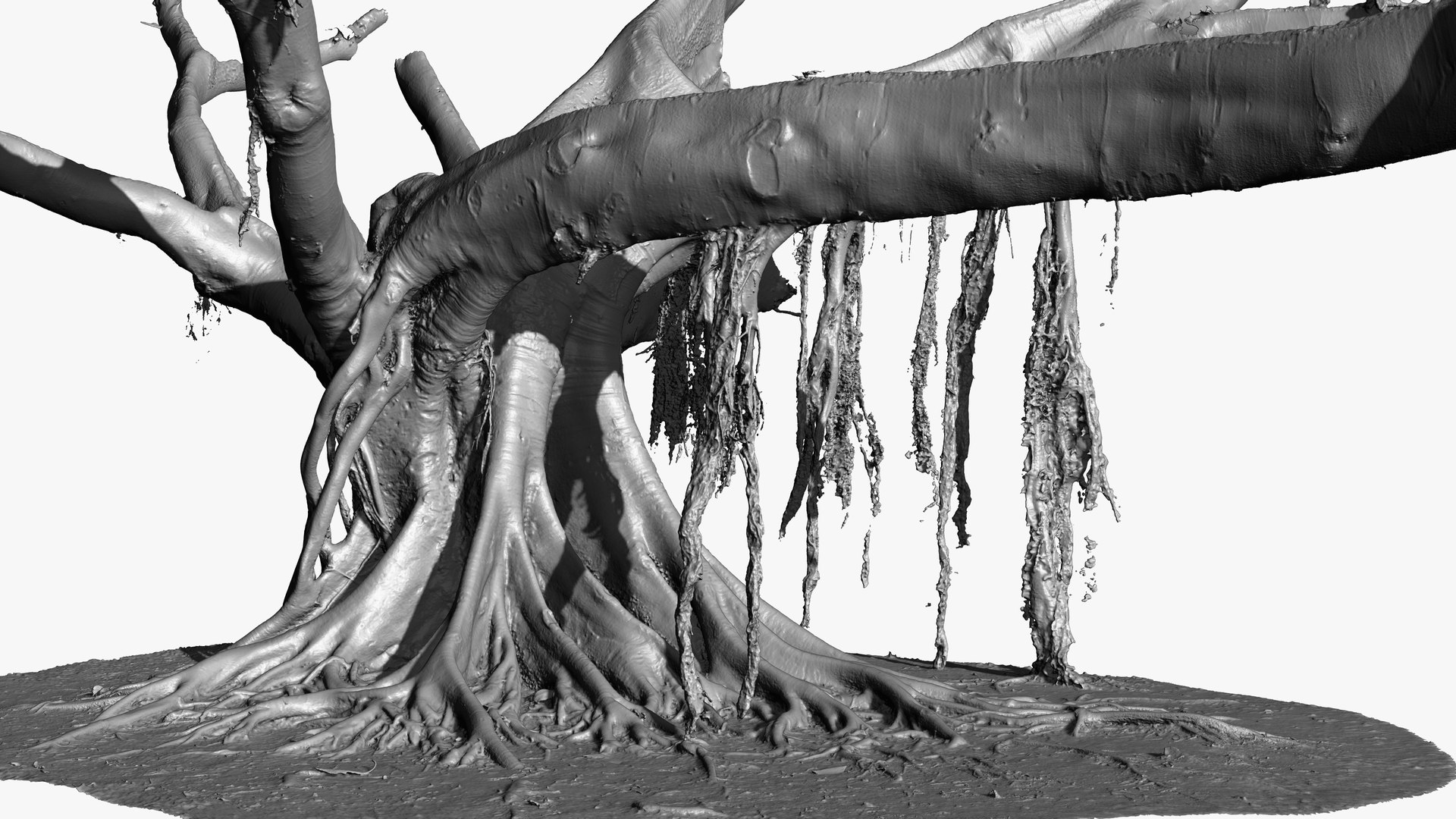 3D Giant Ficus Tree 3 x 16k Textures RAW 3D Scan - TurboSquid 1810625