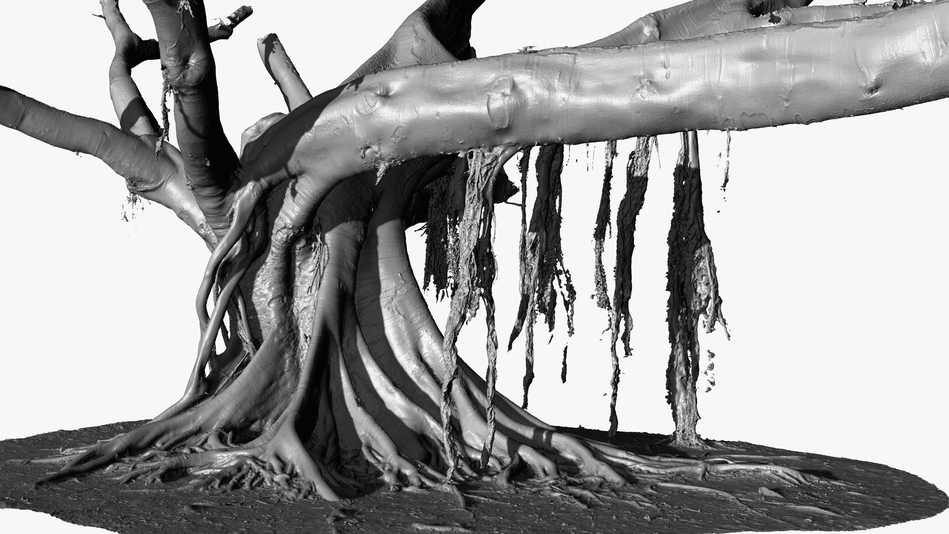 3D Giant Ficus Tree 3 X 16k Textures RAW 3D Scan - TurboSquid 1810625