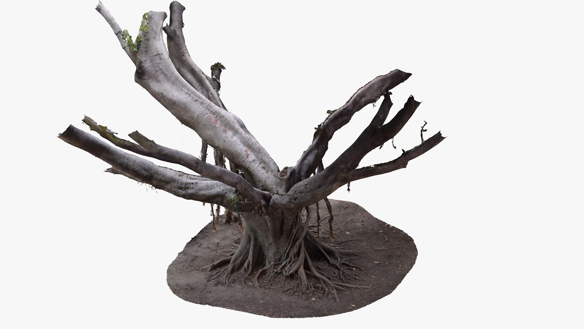 3D Giant Ficus Tree 3 x 16k Textures RAW 3D Scan - TurboSquid 1810625