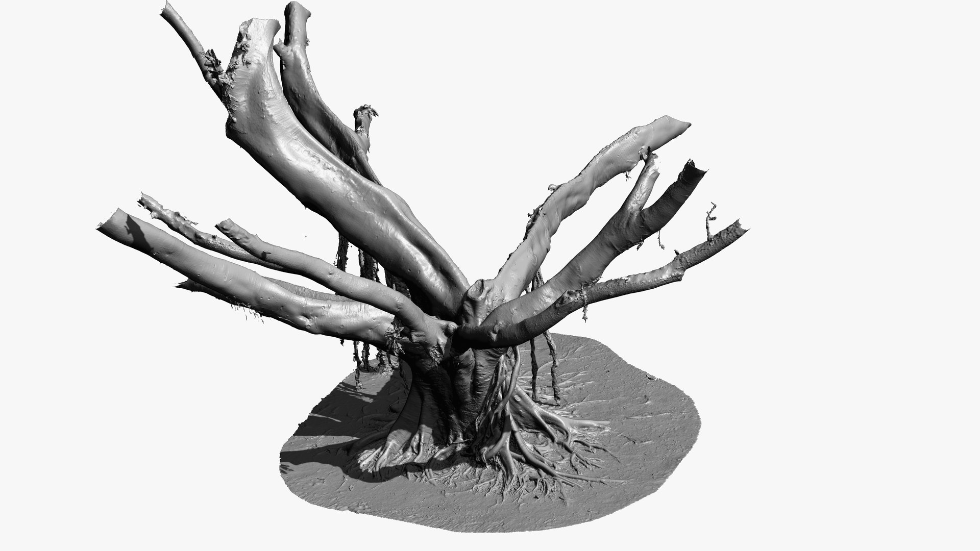 3D Giant Ficus Tree 3 x 16k Textures RAW 3D Scan - TurboSquid 1810625
