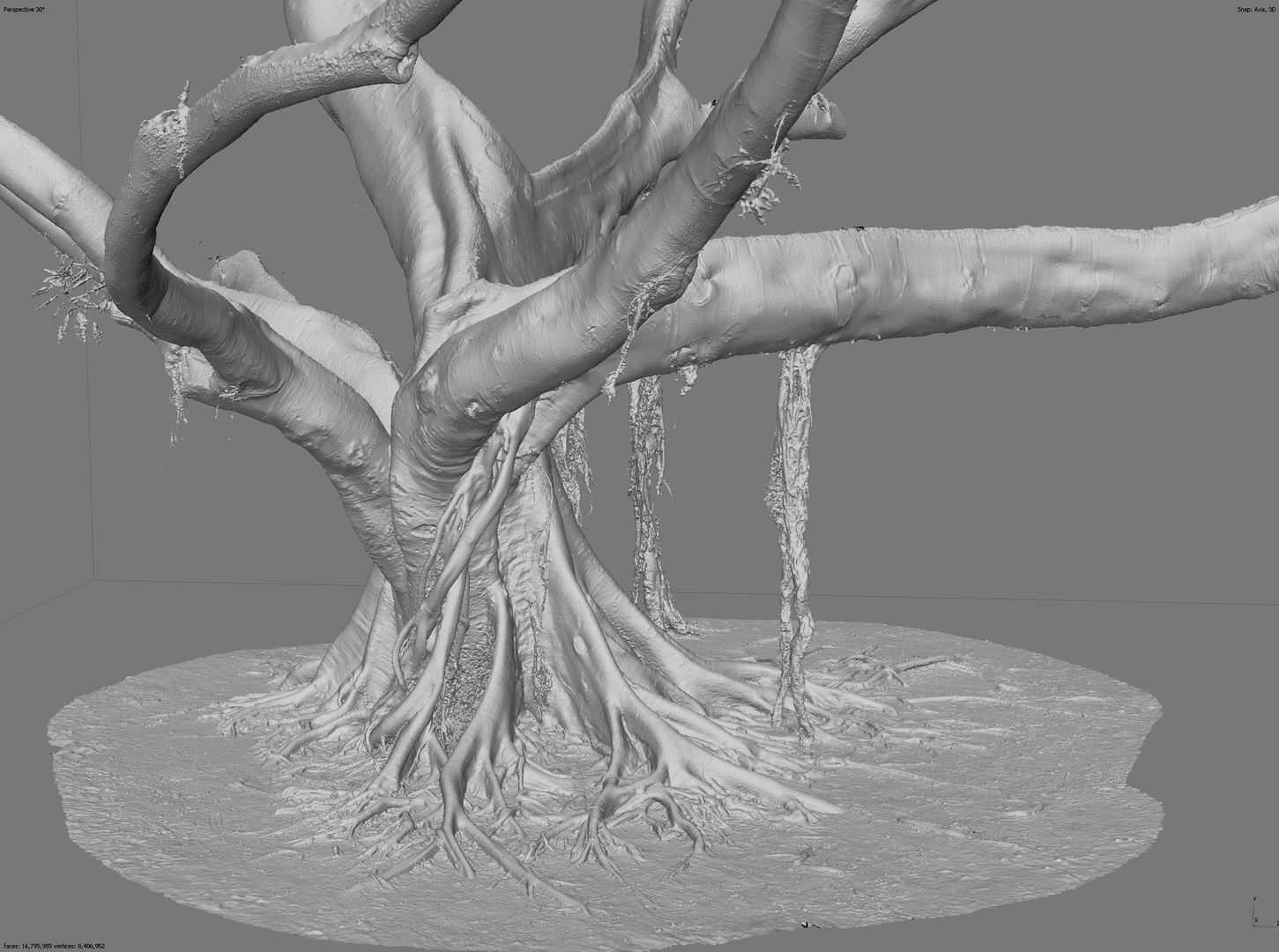 3D Giant Ficus Tree 3 x 16k Textures RAW 3D Scan - TurboSquid 1810625