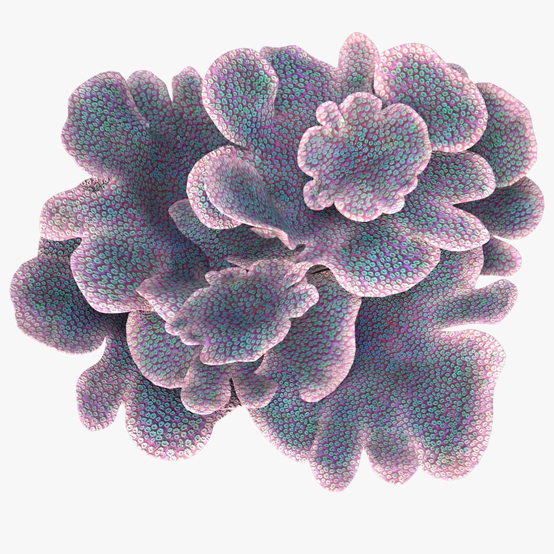 coral montipora bush 3D model https://p.turbosquid.com/ts-thumb/xJ/2JT5MI/21etRl8z/04/jpg/1515901554/1920x1080/fit_q87/702e3e18fe2bcc4b0beab4ec6d2fad14441b3f44/04.jpg