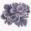 coral montipora_bush
