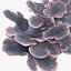 coral montipora_bush