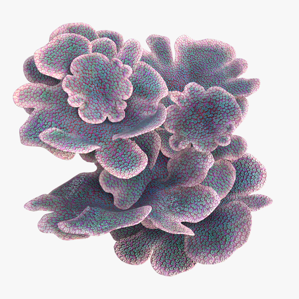 Coral montipora bush 3D model - TurboSquid 1243049