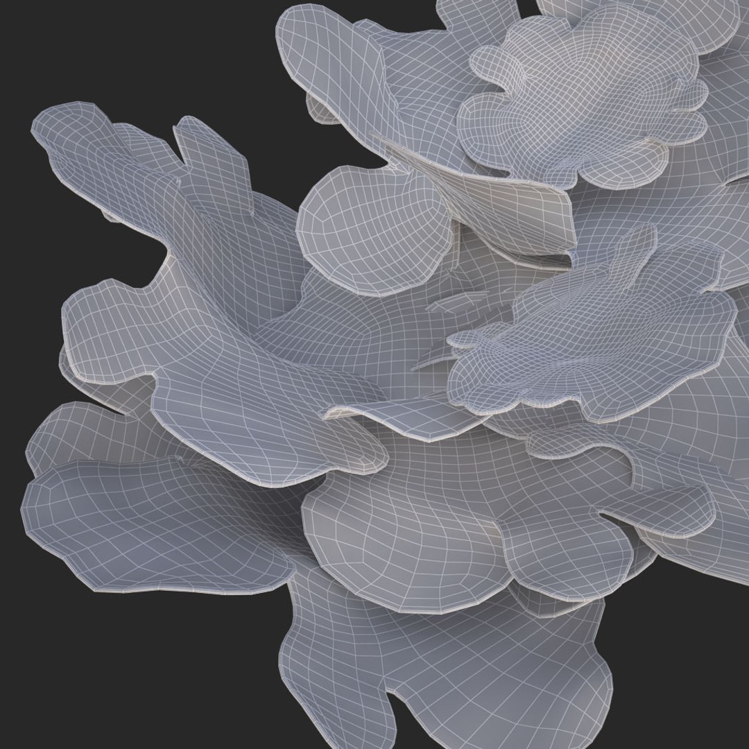 coral montipora bush 3D model https://p.turbosquid.com/ts-thumb/xJ/2JT5MI/Dbkot7iF/017/jpg/1515901845/1920x1080/fit_q87/4290aa2dc657fa59d71bc954e17b6c4571bc0b86/017.jpg