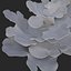 coral montipora_bush