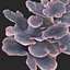 coral montipora_bush