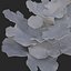coral montipora_bush
