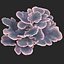 coral montipora_bush