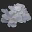 coral montipora_bush