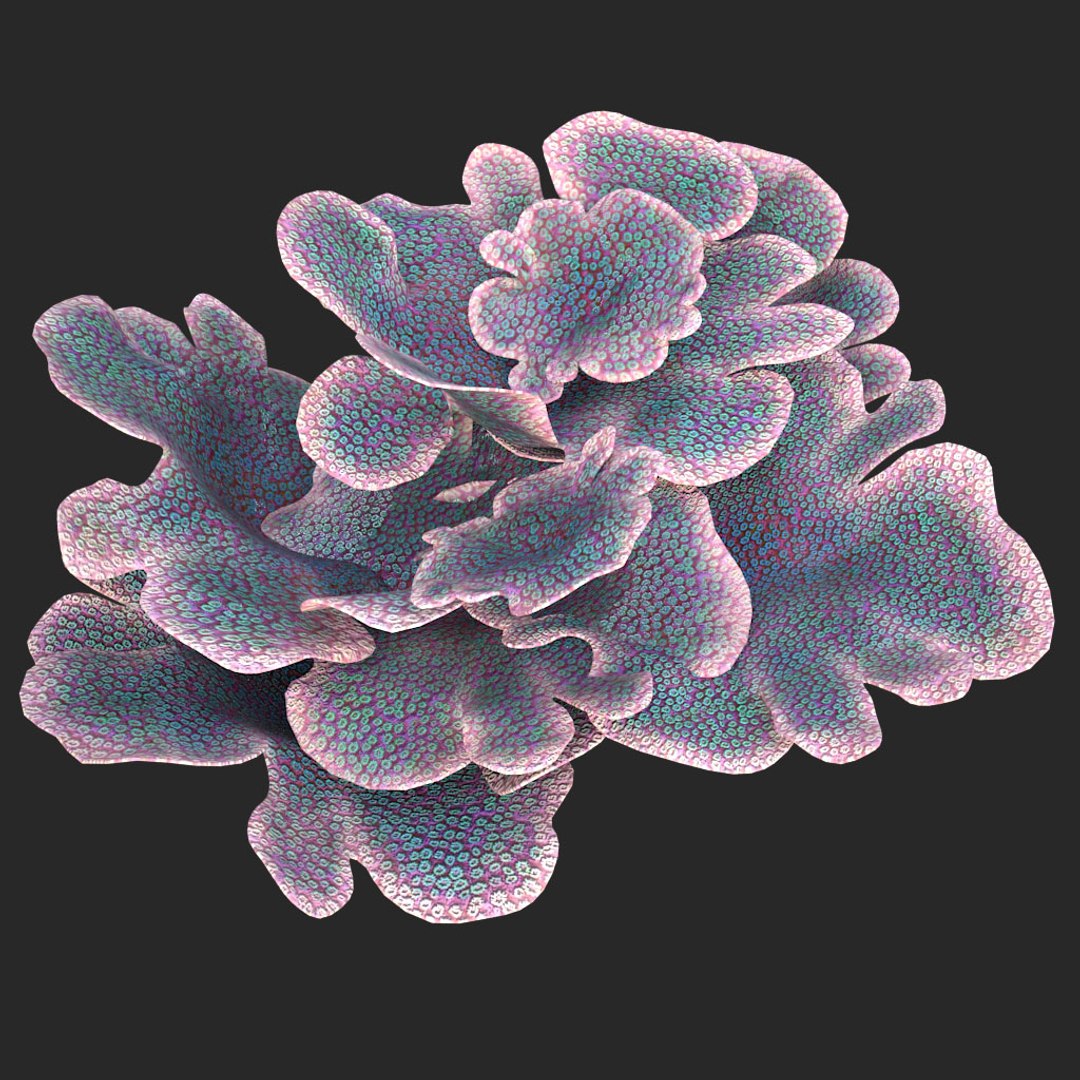 coral montipora bush 3D model https://p.turbosquid.com/ts-thumb/xJ/2JT5MI/ZHybPMiw/09/jpg/1515901554/1920x1080/fit_q87/aae2b86a304d123bd3fb18360e9506f62688d67b/09.jpg