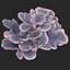 coral montipora_bush