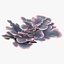 coral montipora_bush