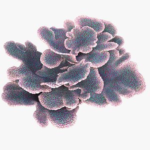 coral montipora_bush