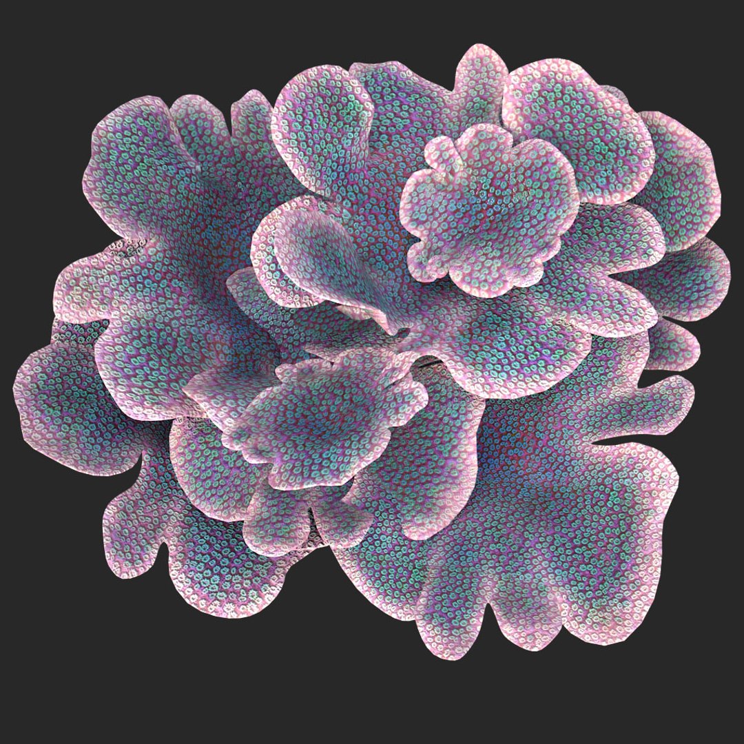 coral montipora bush 3D model https://p.turbosquid.com/ts-thumb/xJ/2JT5MI/m8H52XgB/011/jpg/1515901554/1920x1080/fit_q87/b6a5723e54fff8491a23e3acb8f44e05fdcec92e/011.jpg