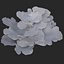 coral montipora_bush