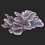 coral montipora_bush
