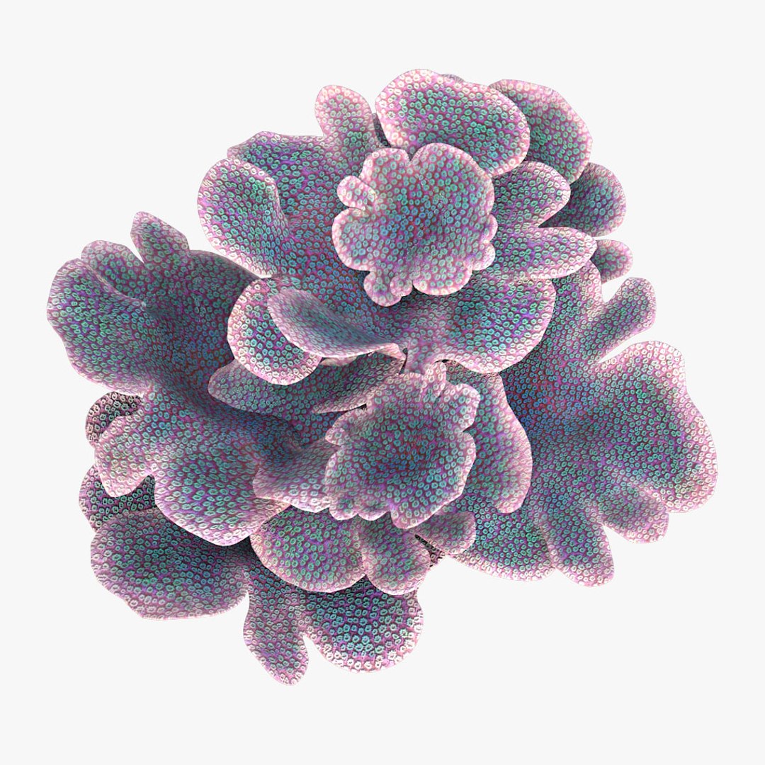 coral montipora bush 3D model https://p.turbosquid.com/ts-thumb/xJ/2JT5MI/xnLlDOLS/03/jpg/1515901553/1920x1080/fit_q87/6711f82b2183b96ccea5b7af6c6d3e837f862e1a/03.jpg