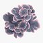 coral montipora_bush