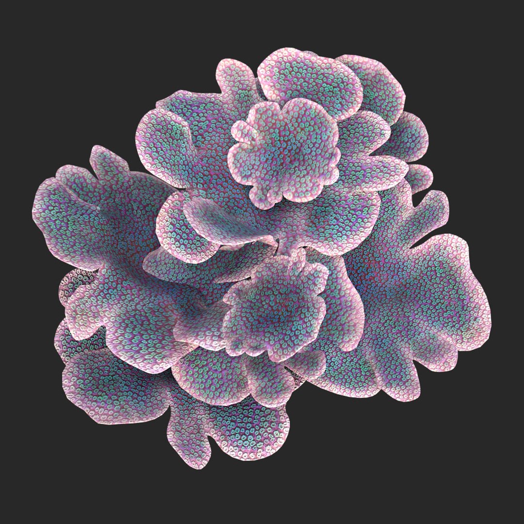 coral montipora bush 3D model https://p.turbosquid.com/ts-thumb/xJ/2JT5MI/zbw14HD7/010/jpg/1515901554/1920x1080/fit_q87/066dd838a91c5fb3a34f323262e5ef7ac8cca36b/010.jpg