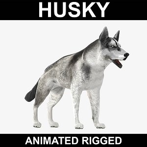 realistic husky rigged 3d model