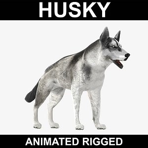 Husky (Animated Rigged)