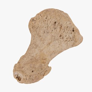 3D distral phalanx bone big