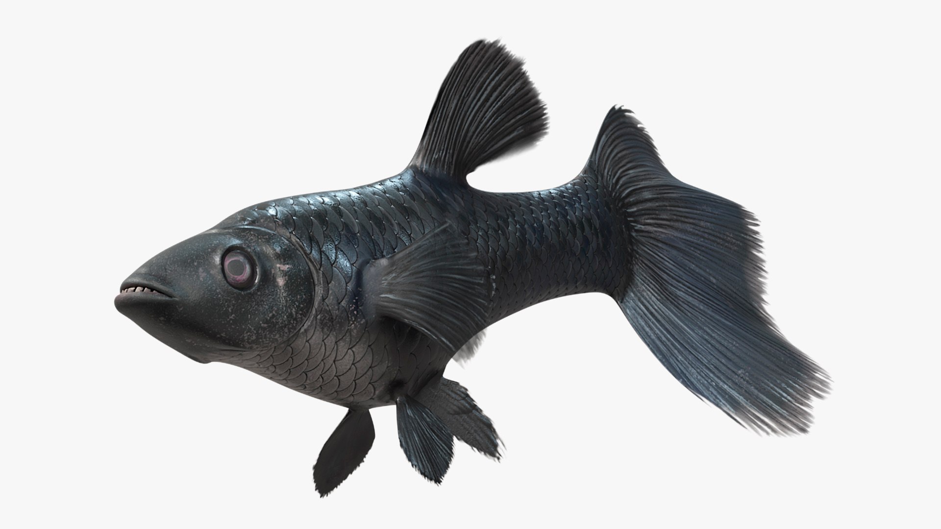 Guppy Fish Black Prince Rigged 3D https://p.turbosquid.com/ts-thumb/xJ/BjQKr5/8R/guppyfishblackprinceriggedmb3dmodel019/jpg/1725104263/1920x1080/fit_q87/b85833662538db57820971db219dd7f019d7f2fa/guppyfishblackprinceriggedmb3dmodel019.jpg