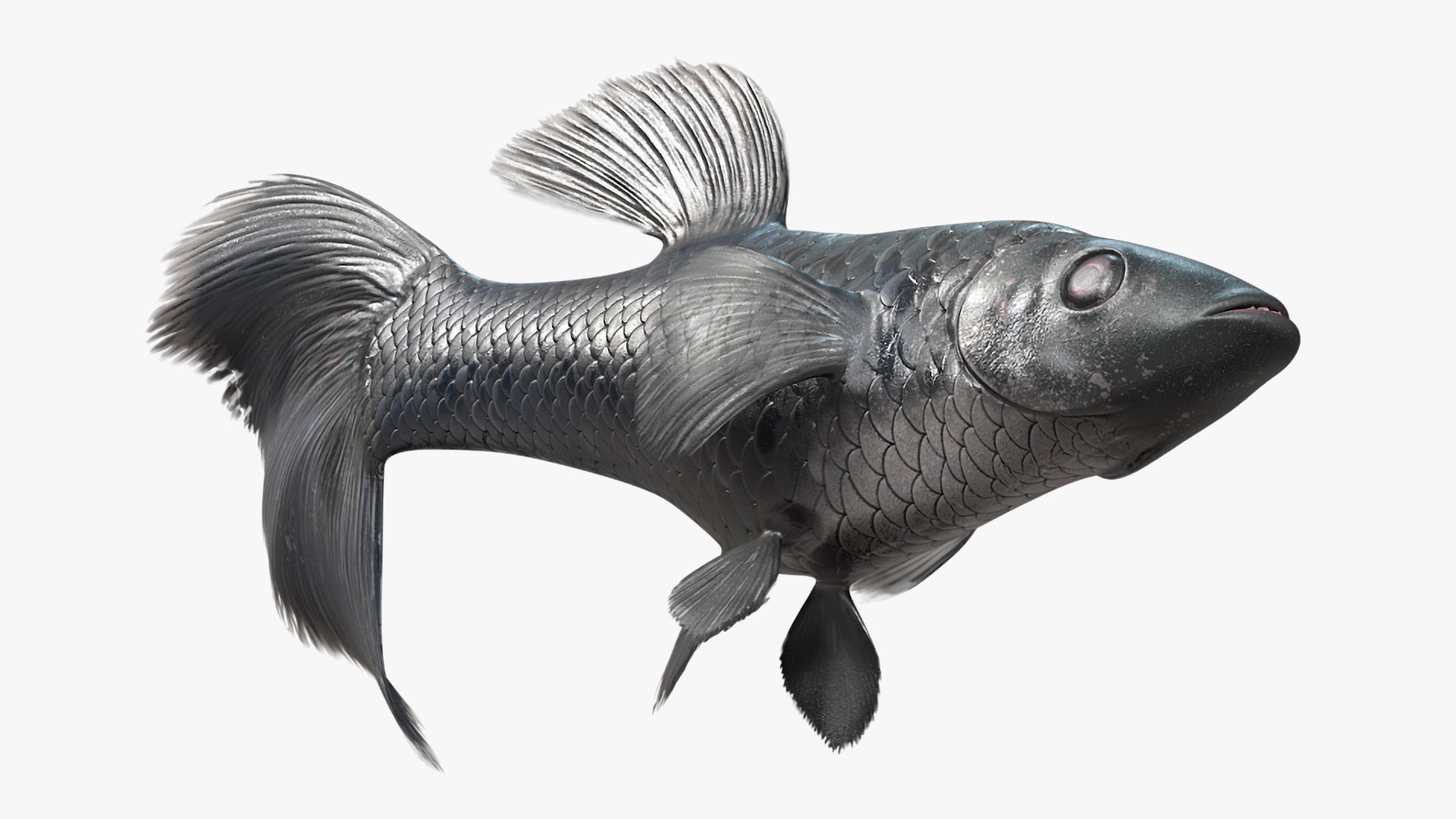 Guppy Fish Black Prince Rigged 3D https://p.turbosquid.com/ts-thumb/xJ/BjQKr5/J4/guppyfishblackprinceriggedmb3dmodel020/jpg/1725104267/1920x1080/fit_q87/7f3e5056ae7bcbcc27064c4b3c075cac22048a95/guppyfishblackprinceriggedmb3dmodel020.jpg