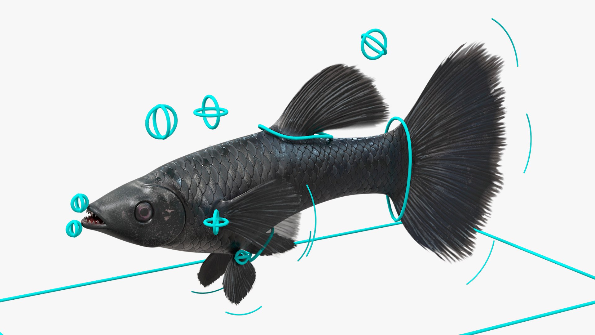 Guppy Fish Black Prince Rigged 3D https://p.turbosquid.com/ts-thumb/xJ/BjQKr5/KI/guppyfishblackprinceriggedmb3dmodel011/jpg/1725104225/1920x1080/fit_q87/1431c012aa321d9181decbfb6da143e656327ded/guppyfishblackprinceriggedmb3dmodel011.jpg