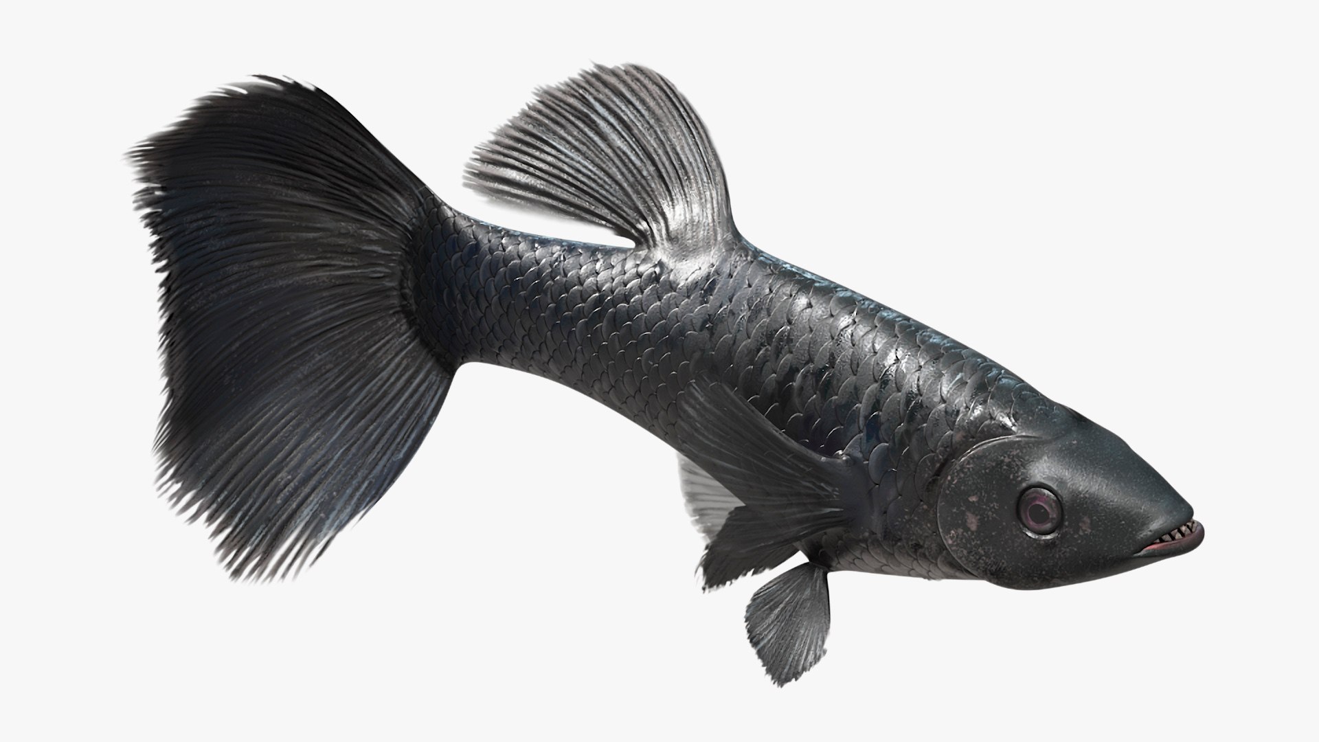 Guppy Fish Black Prince Rigged 3D https://p.turbosquid.com/ts-thumb/xJ/BjQKr5/WM/guppyfishblackprinceriggedmb3dmodel012/jpg/1725104229/1920x1080/fit_q87/4d871557bcb26e8d1b2414ff4ef999fd6d2fcea0/guppyfishblackprinceriggedmb3dmodel012.jpg