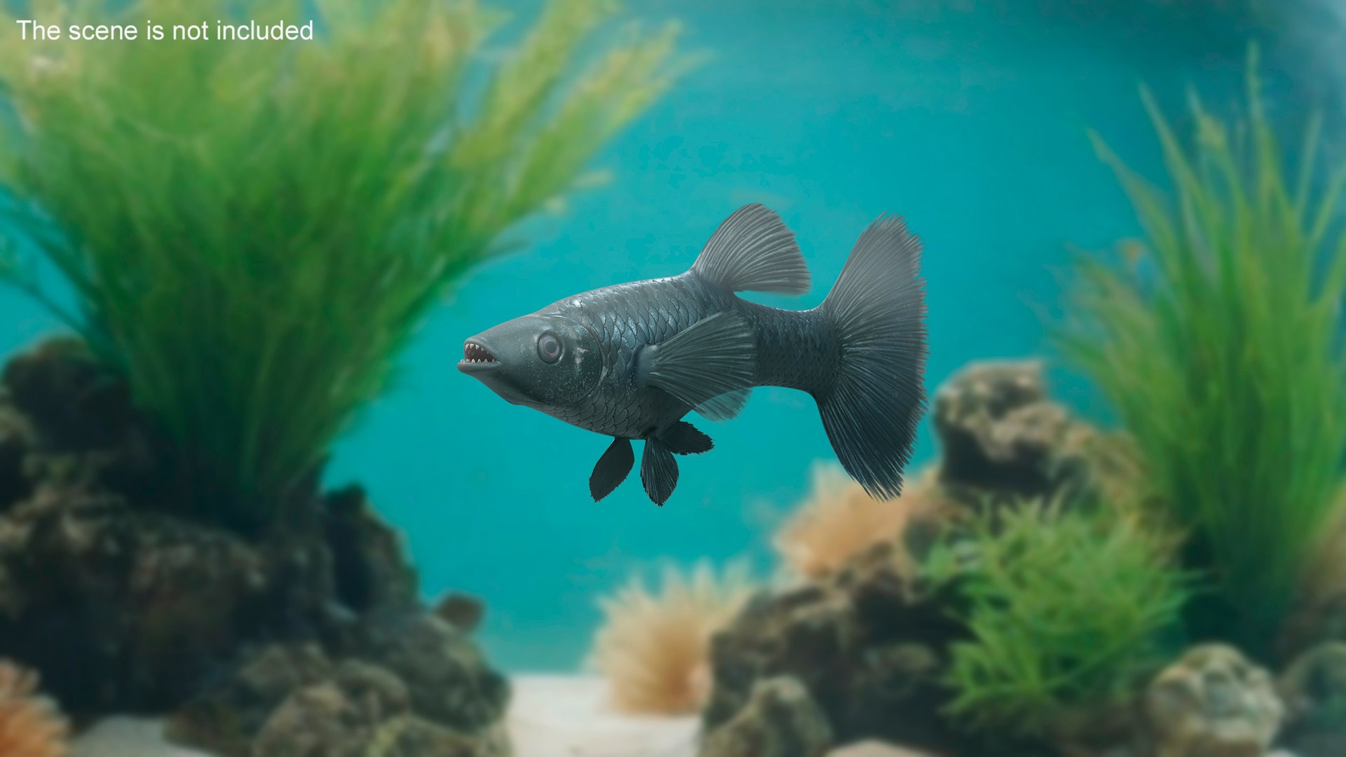 Guppy Fish Black Prince Rigged 3D https://p.turbosquid.com/ts-thumb/xJ/BjQKr5/bD/guppyfishblackprinceriggedmb3dmodel006/jpg/1725104210/1920x1080/fit_q87/c80d30ded39b9f66f00f334c24c1430a4029d3a5/guppyfishblackprinceriggedmb3dmodel006.jpg
