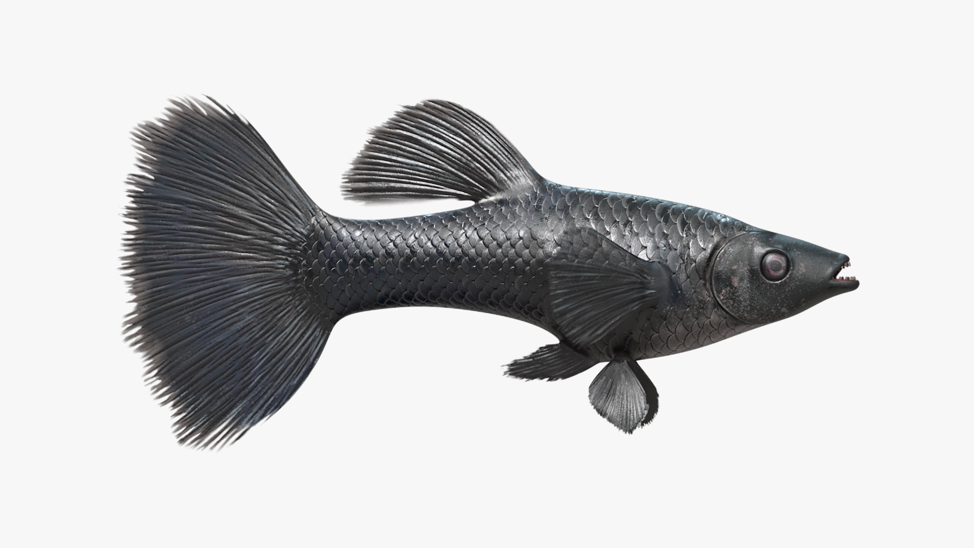 Guppy Fish Black Prince Rigged 3D https://p.turbosquid.com/ts-thumb/xJ/BjQKr5/fh/guppyfishblackprinceriggedmb3dmodel017/jpg/1725104255/1920x1080/fit_q87/f7d68f8213ee829b67c90748f7a71815509ad4a7/guppyfishblackprinceriggedmb3dmodel017.jpg