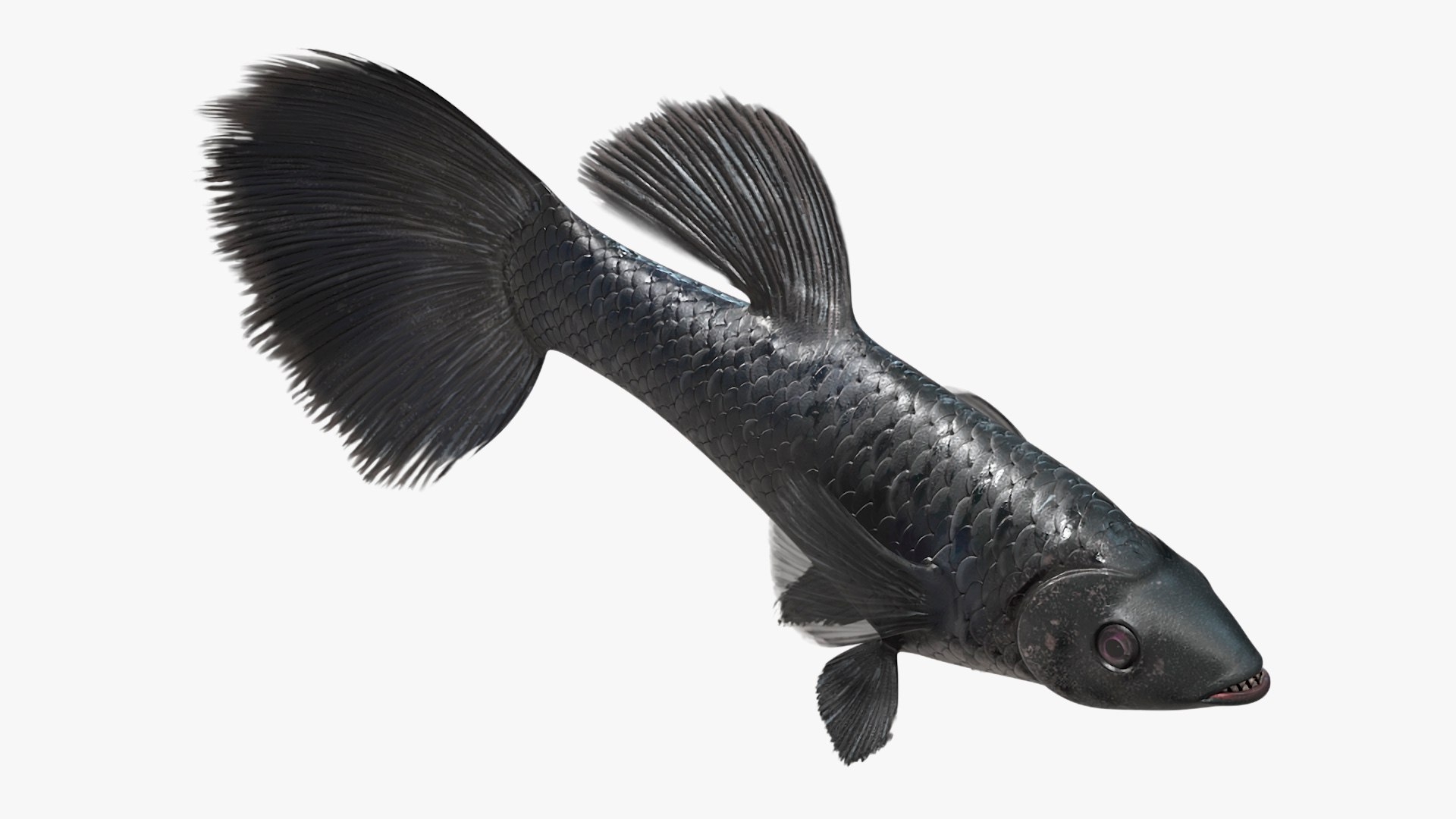 Guppy Fish Black Prince Rigged 3D https://p.turbosquid.com/ts-thumb/xJ/BjQKr5/qw/guppyfishblackprinceriggedmb3dmodel016/jpg/1725104250/1920x1080/fit_q87/b07b6f09bd75ffa28d6d7ebdbcc61bc9ca2a1bd9/guppyfishblackprinceriggedmb3dmodel016.jpg