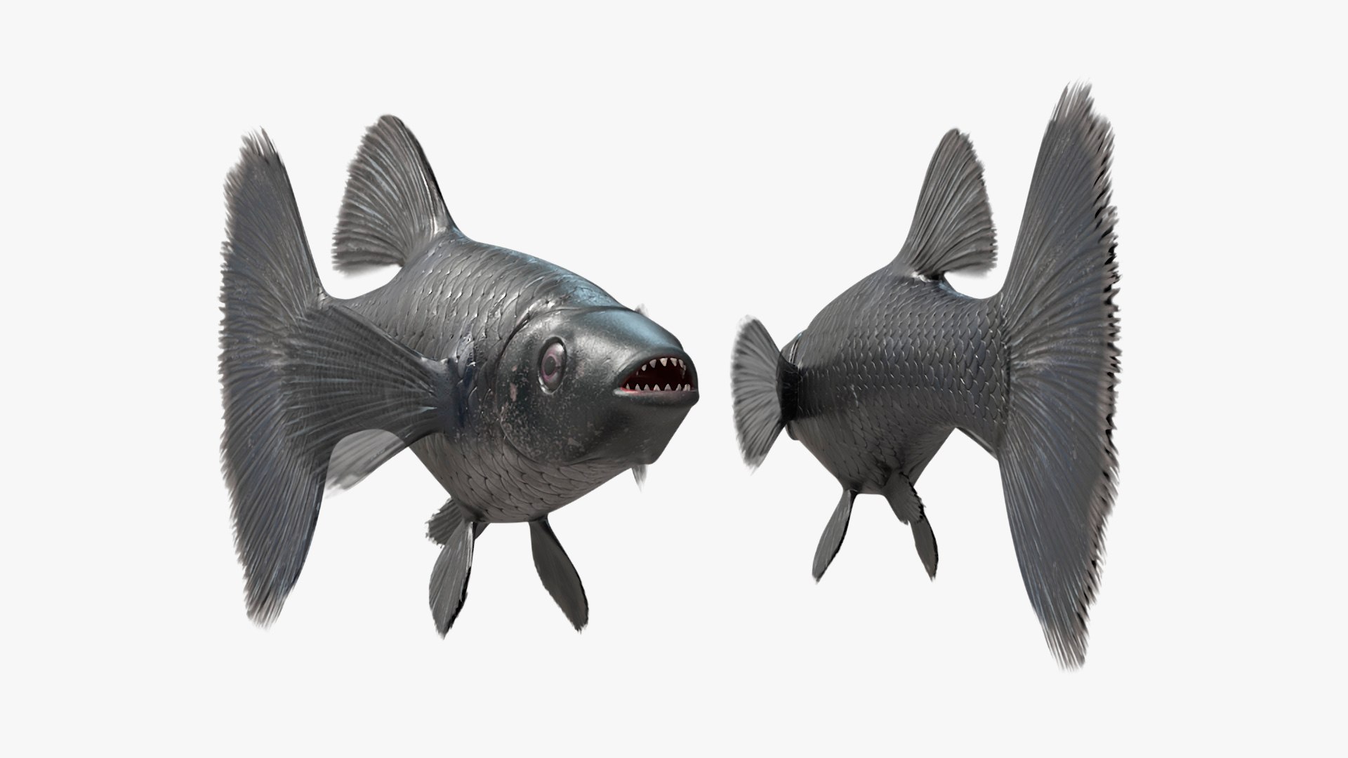 Guppy Fish Black Prince Rigged 3D https://p.turbosquid.com/ts-thumb/xJ/BjQKr5/rL/guppyfishblackprinceriggedmb3dmodel013/jpg/1725104233/1920x1080/fit_q87/7fb85302de2bfeb9a75a6ee25479b367a0b07ab5/guppyfishblackprinceriggedmb3dmodel013.jpg