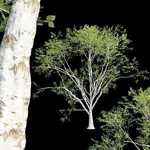 Birch trees collection vol 44-3dmodel 3D