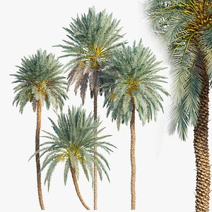 3D model Phoenix dactylifera