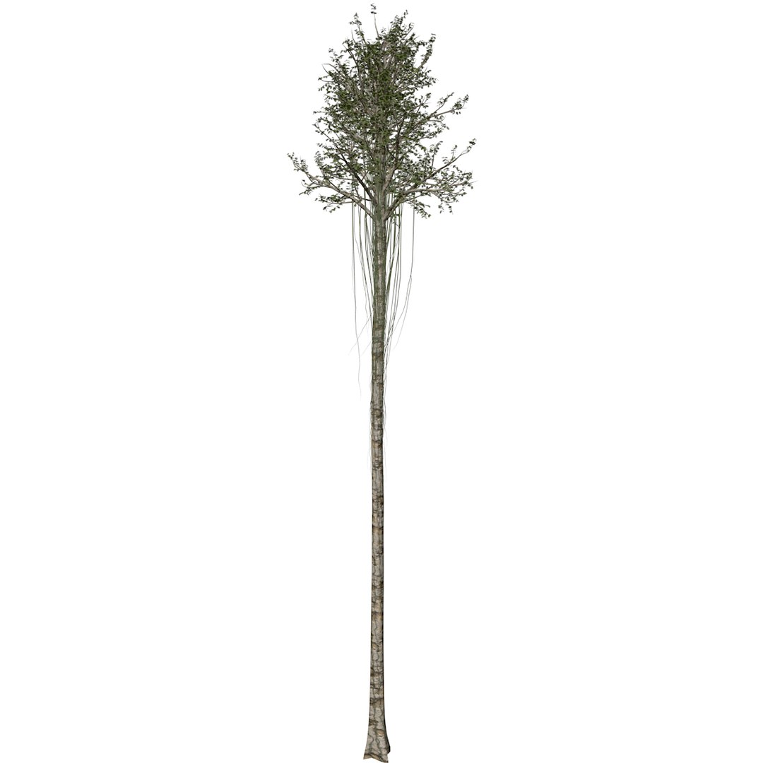 3D Agarwood Tree Collection - TurboSquid 2378945