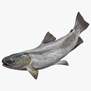 3D model TROUT L323