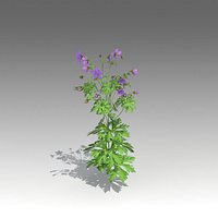 Geranium pratense Set_1400