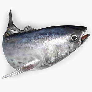 3D TUNA FISH Rigged  L1553