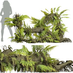 New Plant High detail Drynaria Roosii Uprooted 3D model